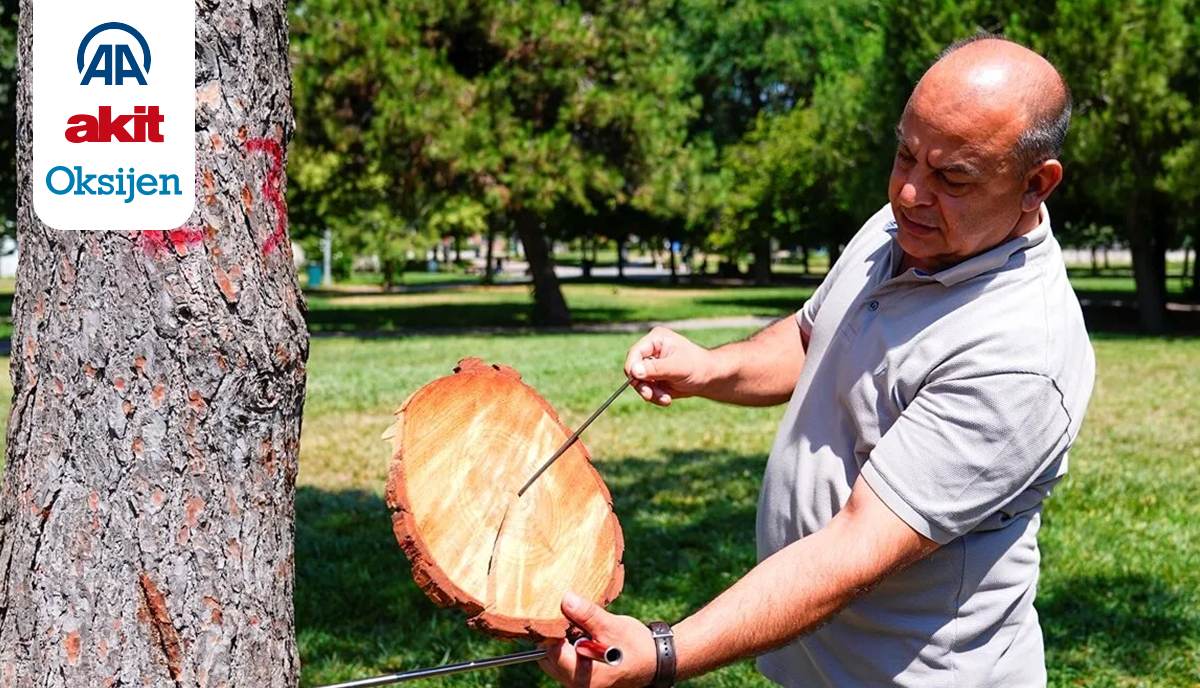 Ağaçların gövdesindeki halkalar doğanın hafızasını taşıyor